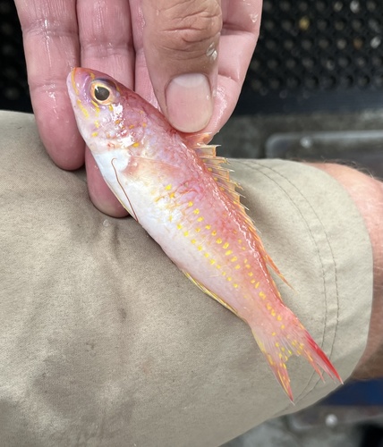 Yellowtail bass (Bathyanthias mexicanus) — Serranidae — 2