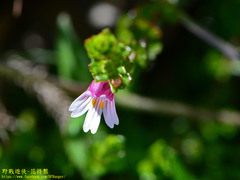Euphrasia transmorrisonensis