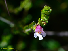 Euphrasia transmorrisonensis