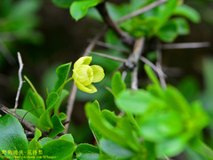 Berberis morrisonensis