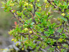 Berberis morrisonensis