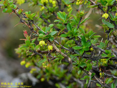 Berberis morrisonensis
