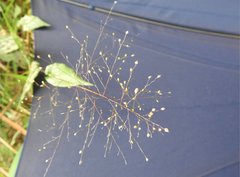 Panicum brevifolium