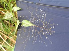 Panicum brevifolium