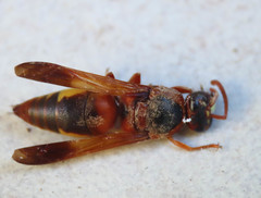 Rhynchium oculatum