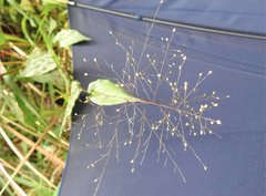 Panicum brevifolium