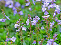 Veronica morrisonicola