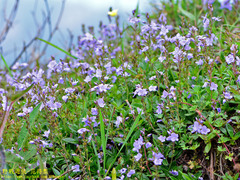 Veronica morrisonicola