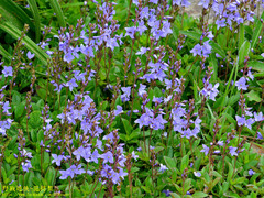 Veronica morrisonicola