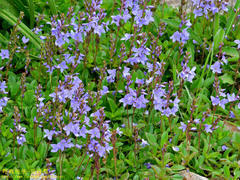 Veronica morrisonicola