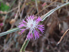 Centaurea napifolia