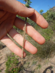 Oxalis hirta tubiflora