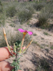 Oxalis hirta tubiflora