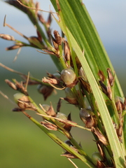 Scleria terrestris