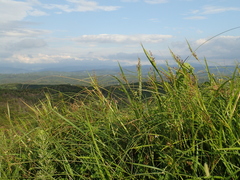 Scleria terrestris