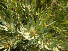 Leucadendron loranthifolium