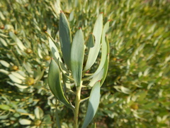 Leucadendron loranthifolium