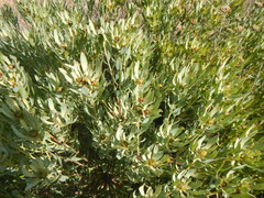 Leucadendron loranthifolium