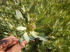 Leucadendron loranthifolium