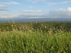 Setaria pallide-fusca