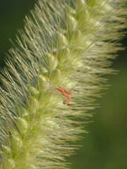 Setaria pallide-fusca