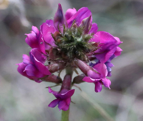 Oxytropis lehmanni