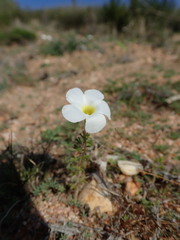 Oxalis viscosa