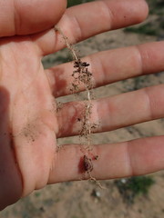 Oxalis viscosa