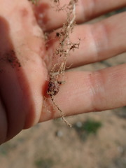 Oxalis viscosa