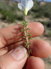Oxalis viscosa