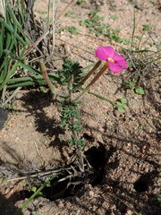 Oxalis hirta tubiflora