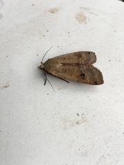Noctua pronuba