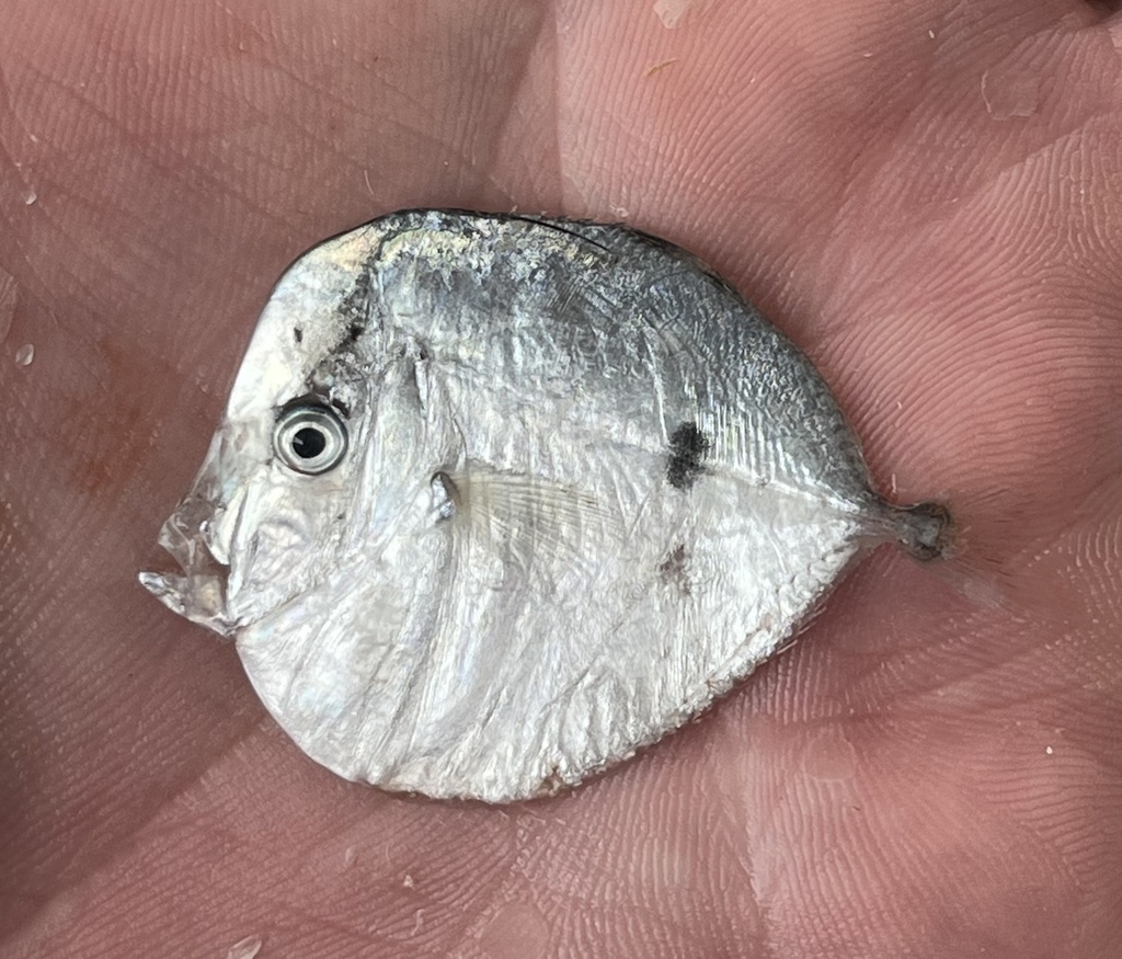 Caribbean moonfish (Selene brownii) — Carangidae