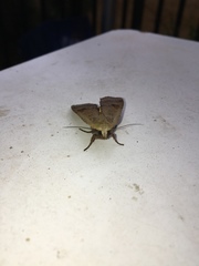 Noctua pronuba