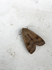Noctua pronuba