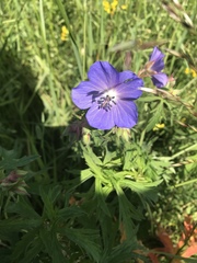 Geranium pratense
