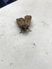 Noctua pronuba