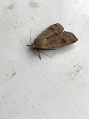 Noctua pronuba