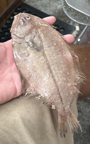 Doublespot whiff (Citharichthys dinoceros) — Paralichthyidae — 2