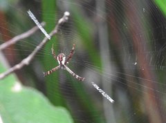 Argiope perforata