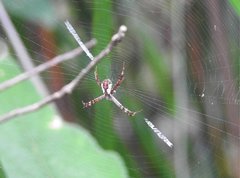Argiope perforata
