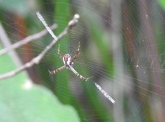 Argiope perforata
