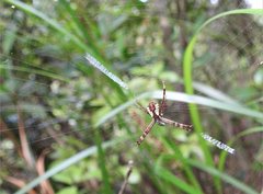Argiope perforata