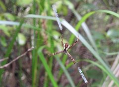 Argiope perforata