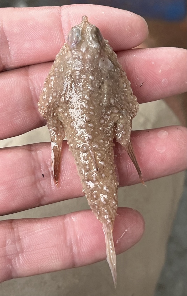 Slantbrow batfish (Ogcocephalus declivirostris) — Ogcocephalidae