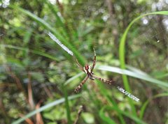 Argiope perforata