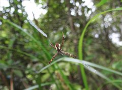 Argiope perforata