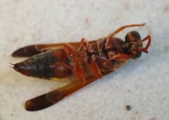 Rhynchium oculatum