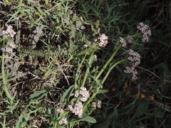 Valeriana carnosa