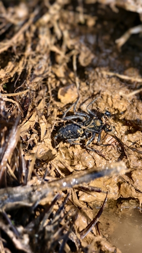 Typopeltis sinensis